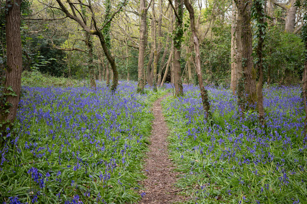 Spring Bluebells – Trip Man